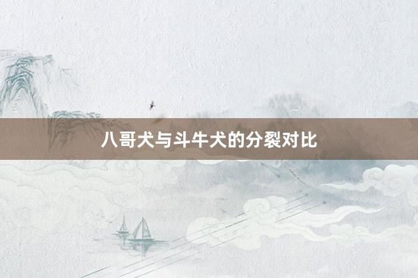 八哥犬与斗牛犬的分裂对比